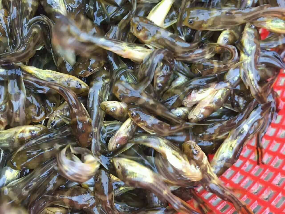 黃骨魚魚苗